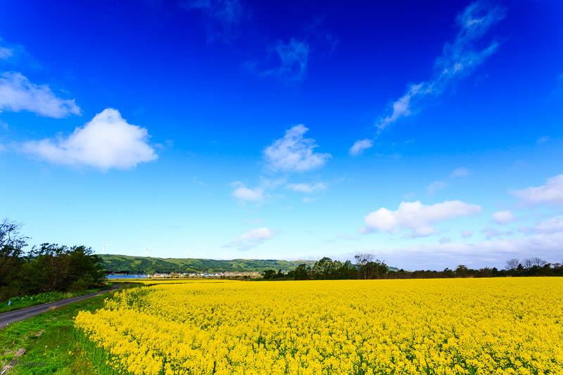 こだわり生産者_天の川・菜の花01