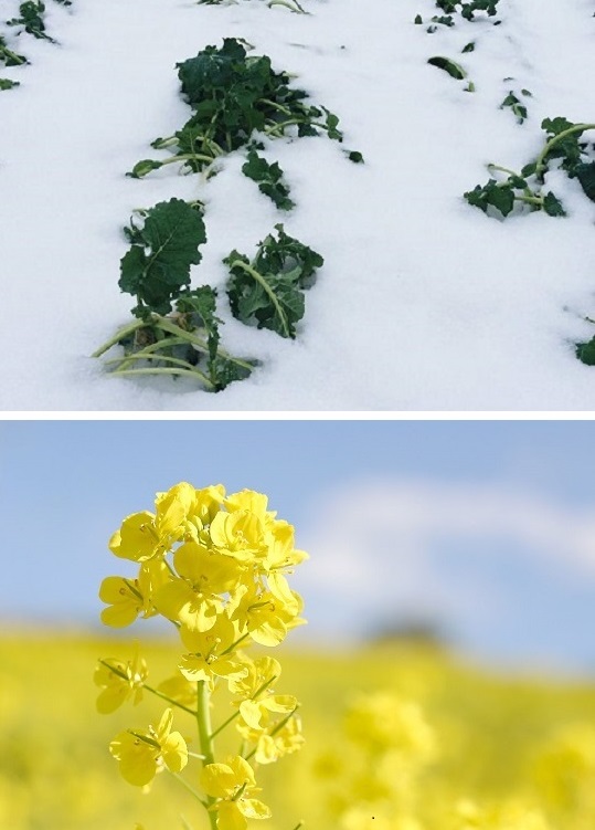 こだわり生産者_天の川・菜の花02